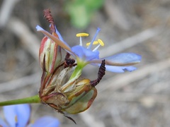 Aristea dichotoma