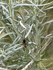 Formica obscuripes
