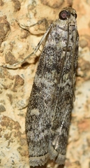 Dioryctria mendacella