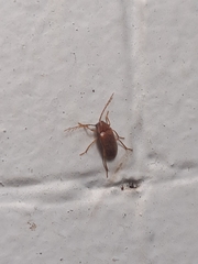 Ptilodactyla