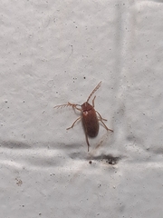 Ptilodactyla
