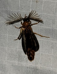 Phengodes plumosa