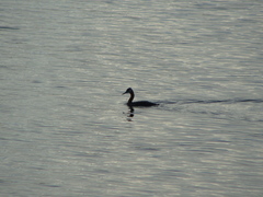 Podiceps major