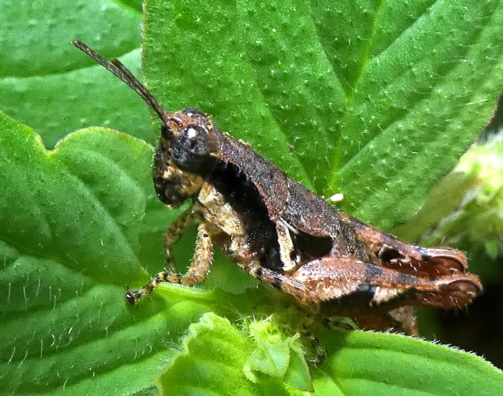 Eujivarus