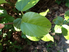 Byttneria grandifolia