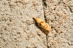 Phtheochroa vitellinana