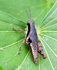 Eujivarus meridionalis