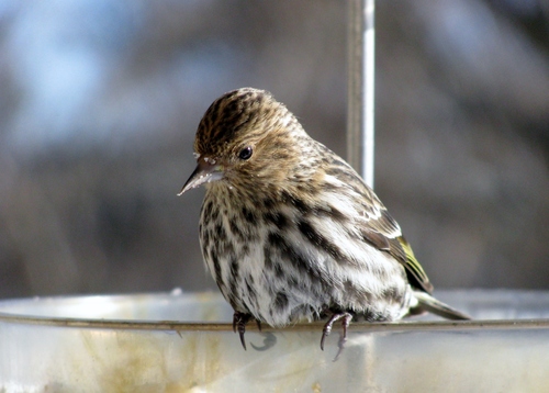 Pine Siskin, photo 7 of 9