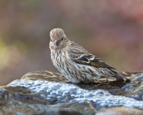Pine Siskin, photo 8 of 9