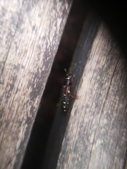 Staphylinus ornaticauda