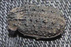 Omorgus australasiae