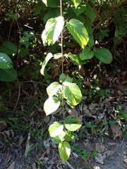 Byttneria grandifolia
