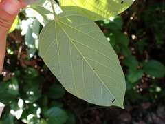 Byttneria grandifolia