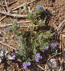 Glandularia latilobata