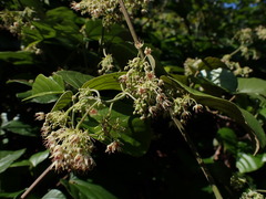 Byttneria grandifolia
