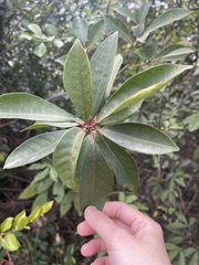 Ficus variolosa