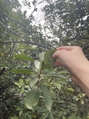 Ficus variolosa