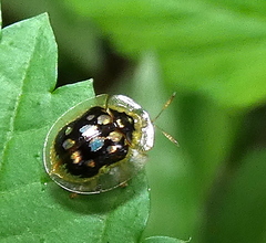 Plagiometriona microcera