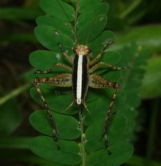 Eneoptera