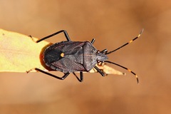 Theseus modestus scutellatus