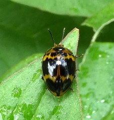 Iphiclus signatus