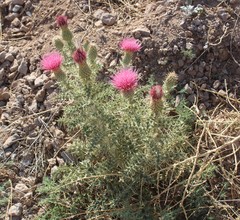 Cirsium ochrocentrum martinii