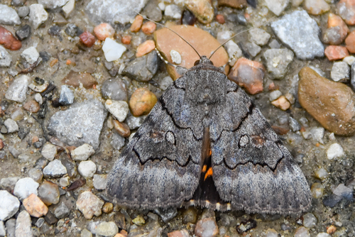 Consort Underwing photo 2