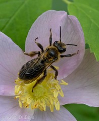 Andrena nivalis