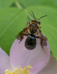 Andrena nivalis