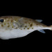Blunthead Puffer - Photo (c) Robertson Ross, some rights reserved (CC BY-NC-SA)