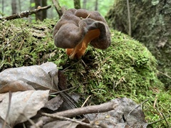 Gyromitra sphaerospora