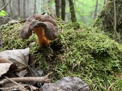 Gyromitra sphaerospora