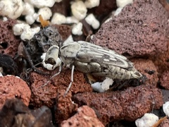 Yakuhananomia bidentata