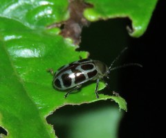 Exora olivacea