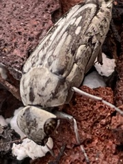 Yakuhananomia bidentata