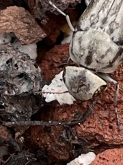 Yakuhananomia bidentata