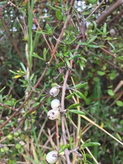 Coprosma propinqua propinqua