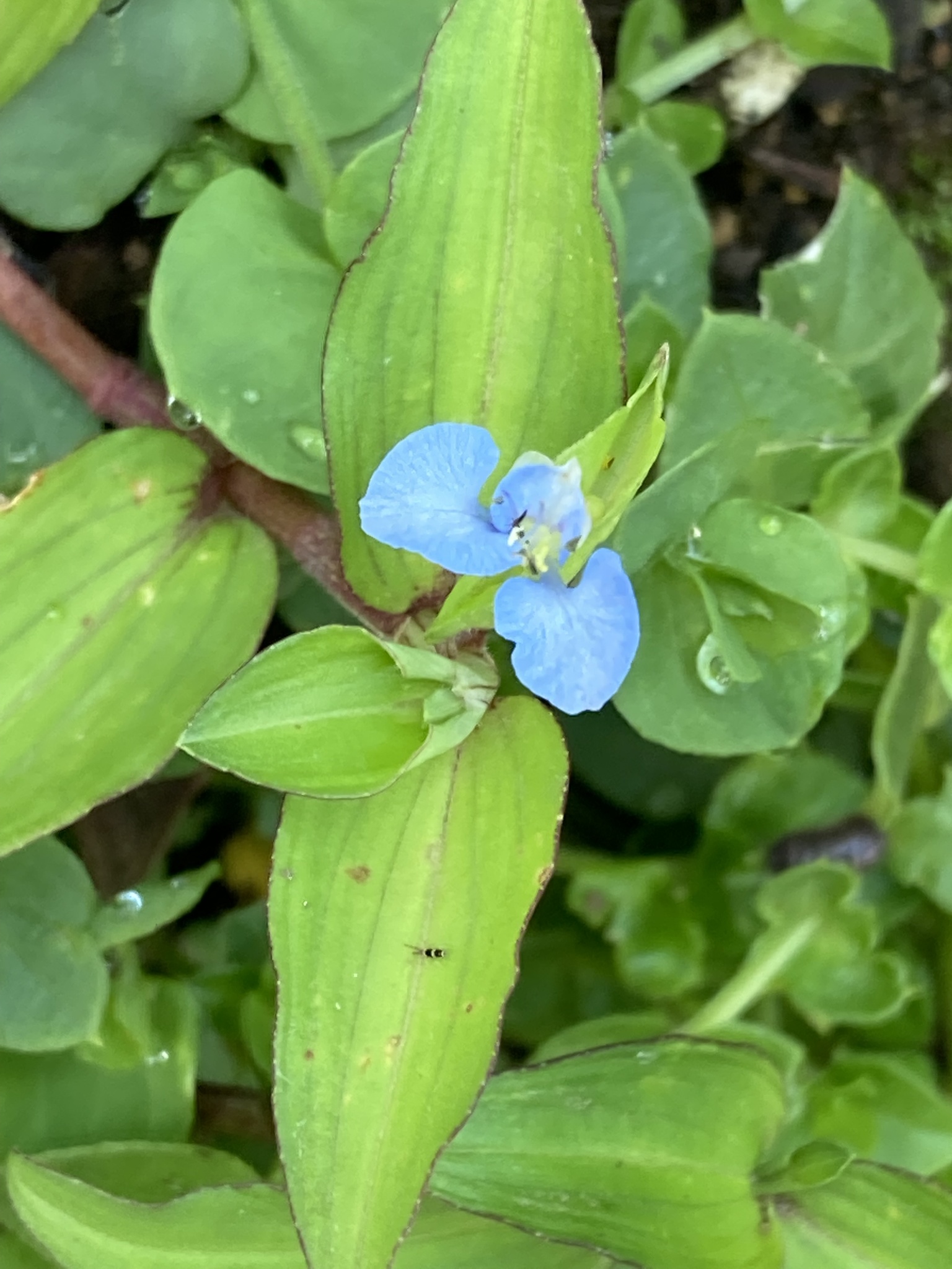 Hierba del Pollo (Commelina diffusa) · NaturaLista Mexico