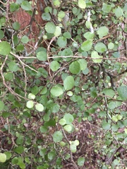 Melicytus micranthus