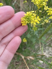 Sisymbrium loeselii