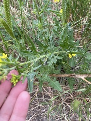 Sisymbrium loeselii