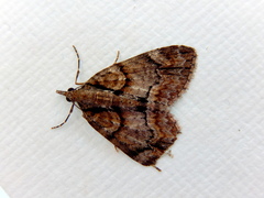 Microdes diplodonta