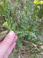 Sisymbrium loeselii