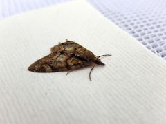 Microdes diplodonta