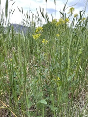 Sisymbrium loeselii