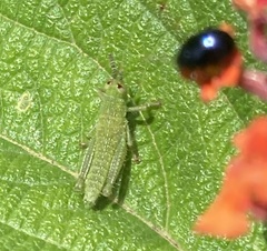 Orthoptera