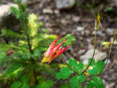 Aquilegia elegantula