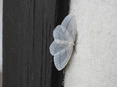 Lepidoptera