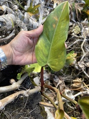 Philodendron erubescens