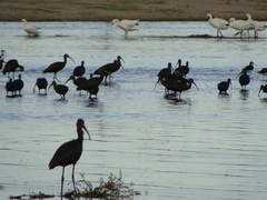 Plegadis chihi
